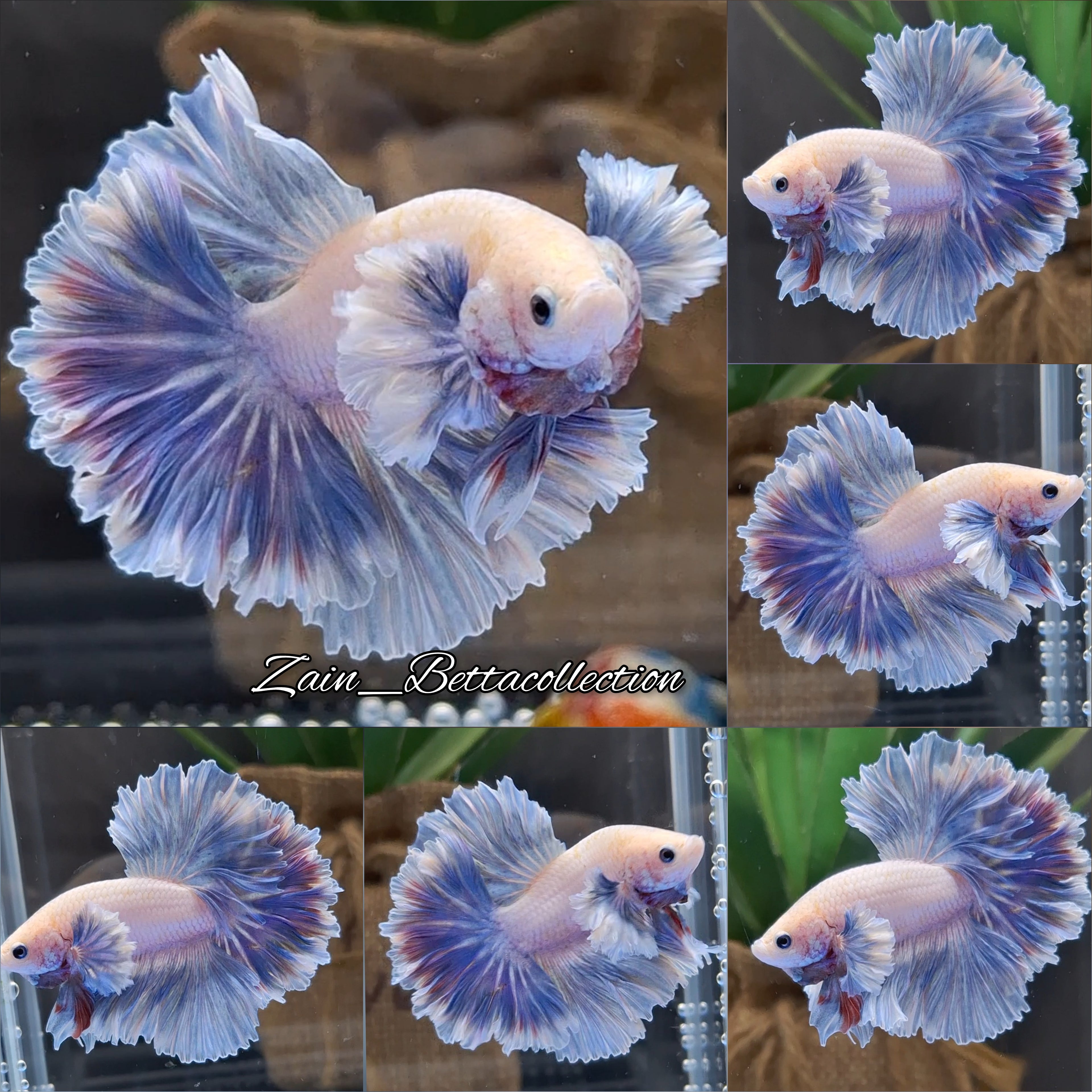 Dumbo Rose Ear Halfmoon King Feathertail Blue Sky Premium Betta Fish Male