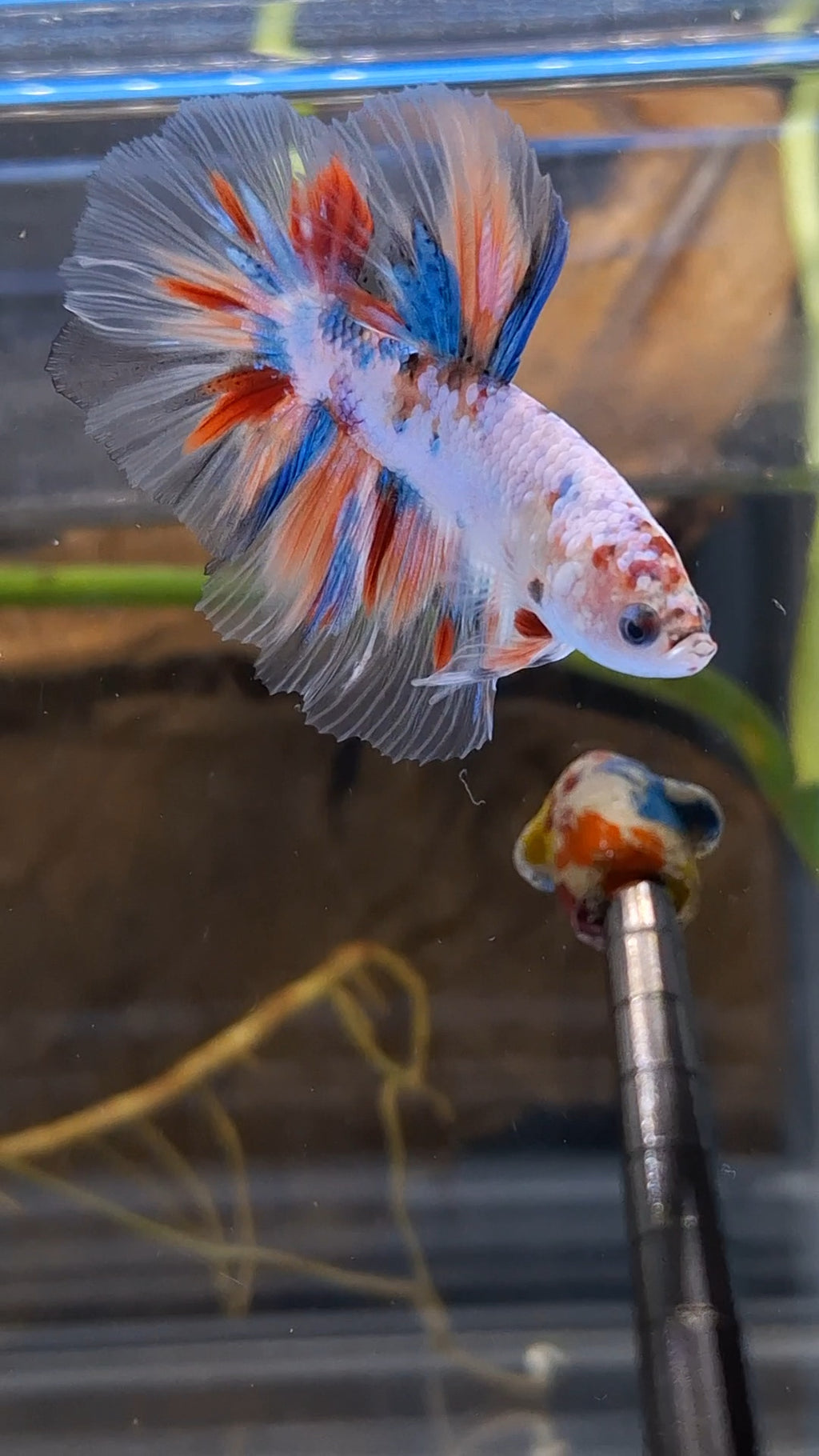 Halfmoon Candy Koi Multicolor Betta Fish Male