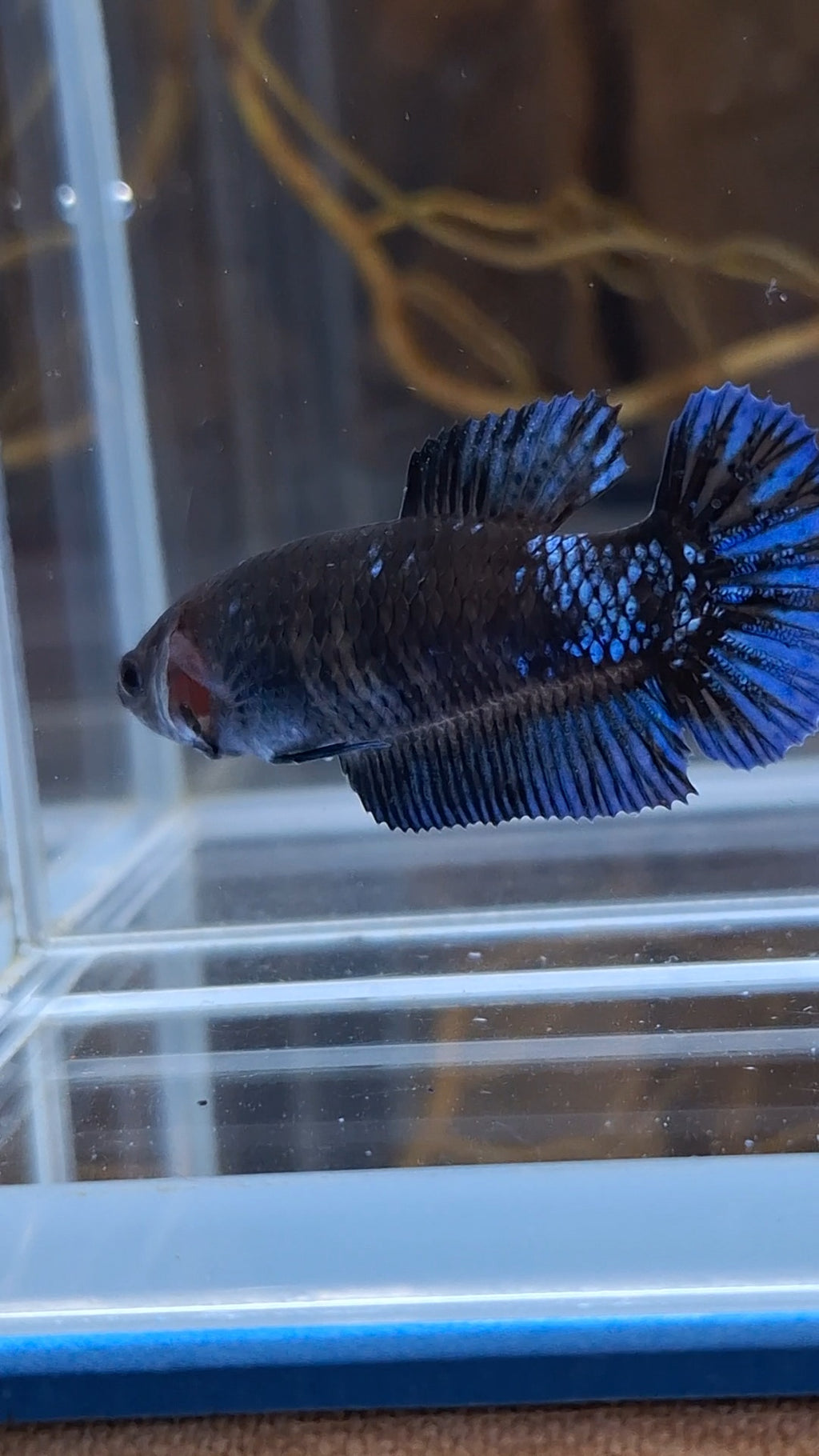Avatar Black Blue Light Plakat Female Betta Fish For Sorority / Breed