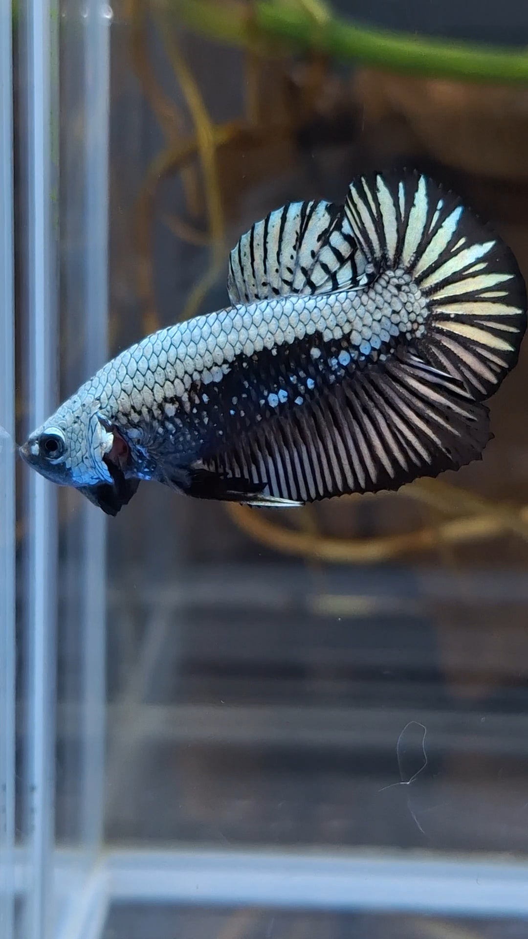 Samurai Plakat HMPK Betta Fish Male