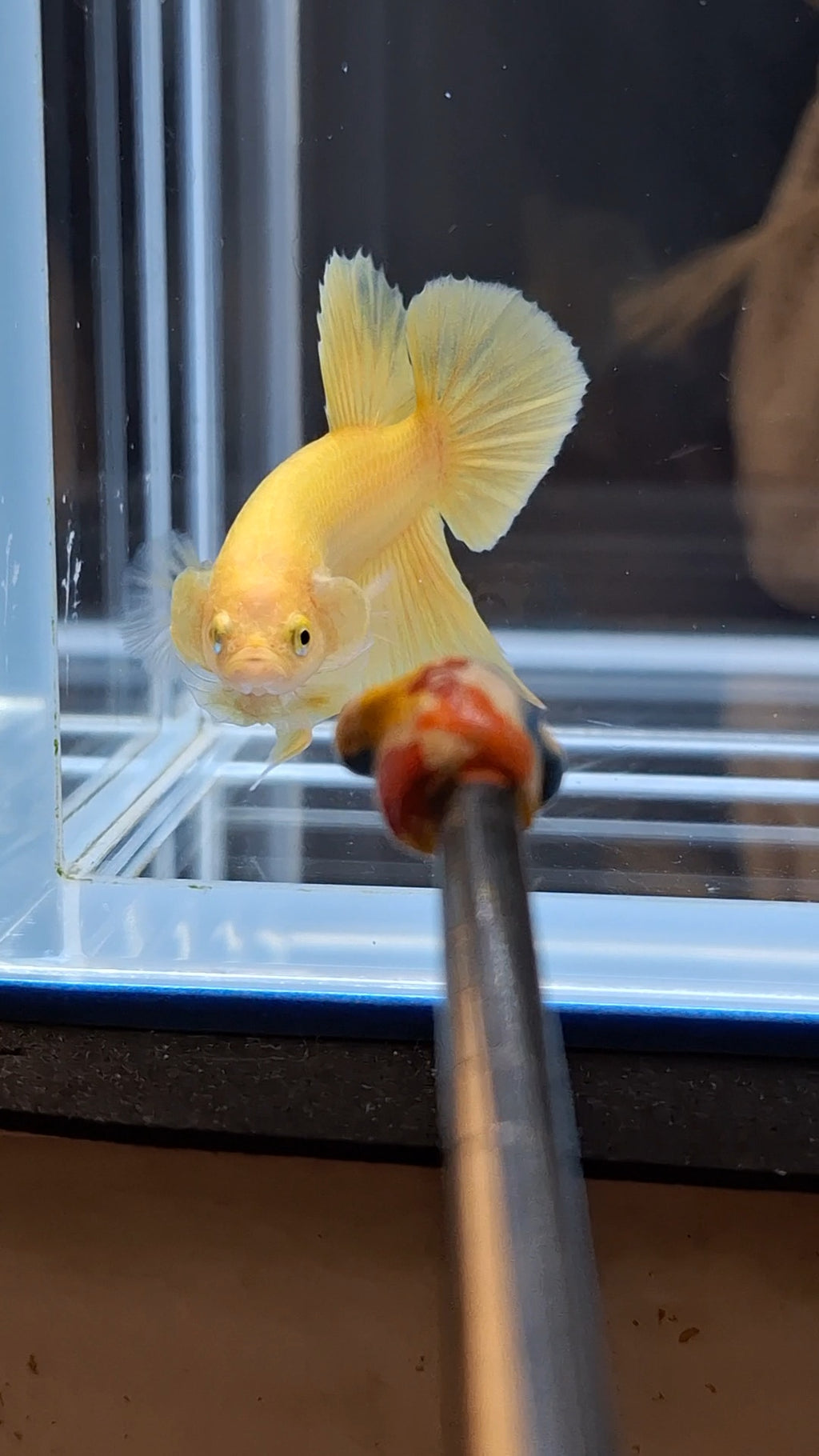 Junior Yellow Solid Color Plakat HMPK Betta Fish Male