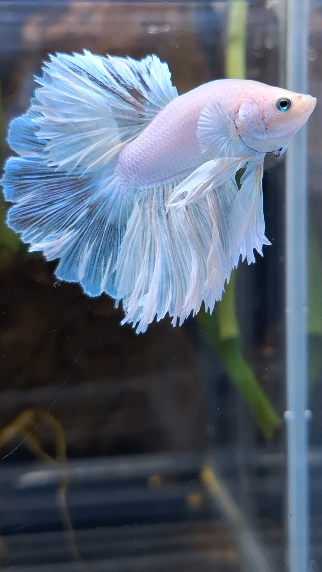 Halfmoon Feathertail White Unicorn Betta Fish Male