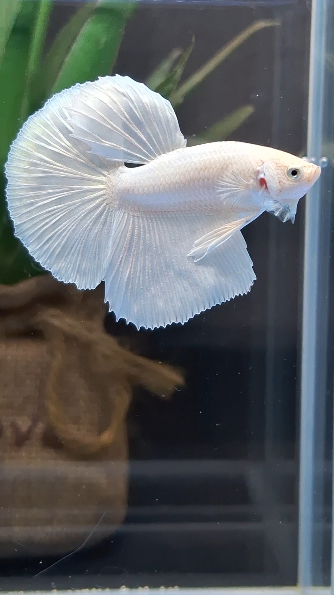 Halfmoon White Platinum Betta Fish Male