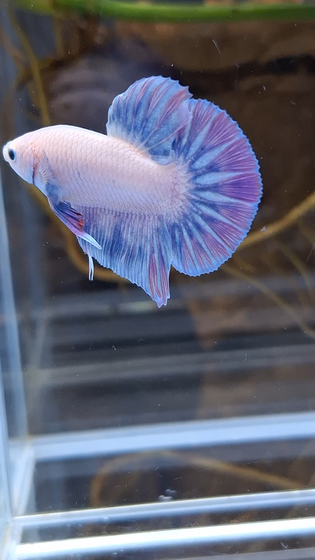 Hologram Aurora Pink Purple Plakat HMPK Rare Betta Fish Male