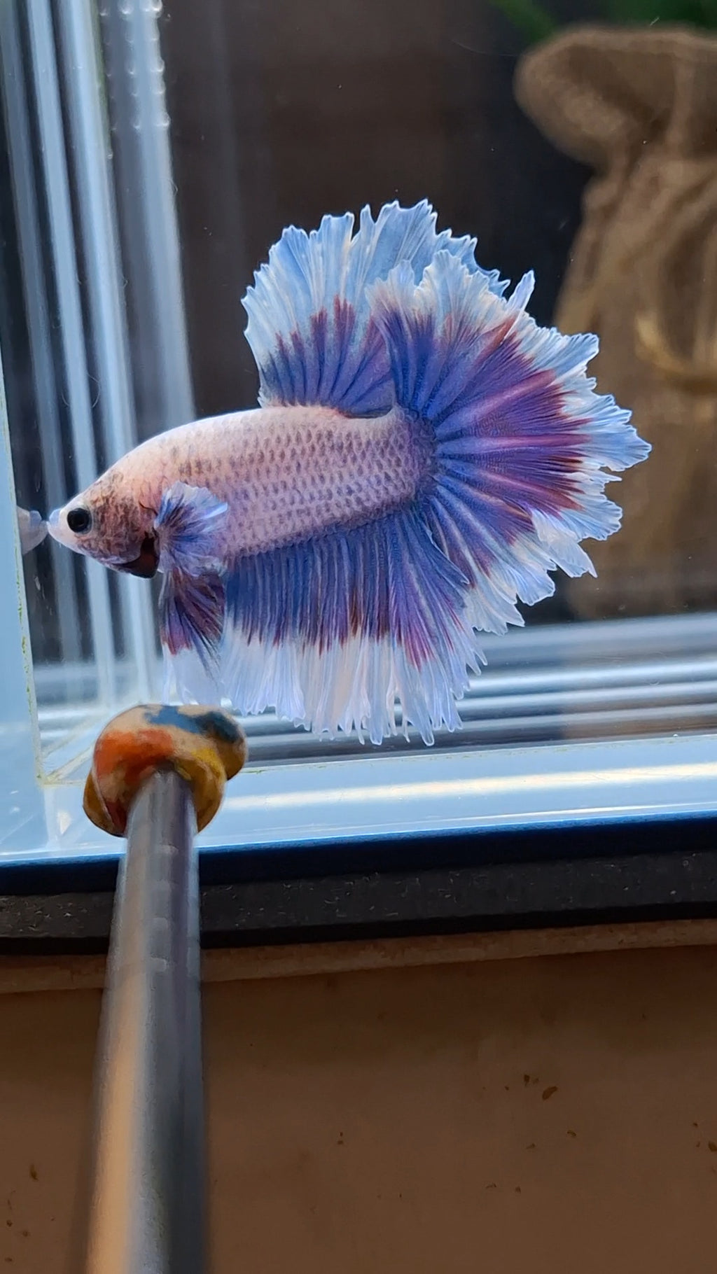 Feathertail Grizzle Aurora Purple Butterfly Betta Fish Male