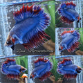 Super Rare Crowntail Double Tail PKCT Betta Fish Male