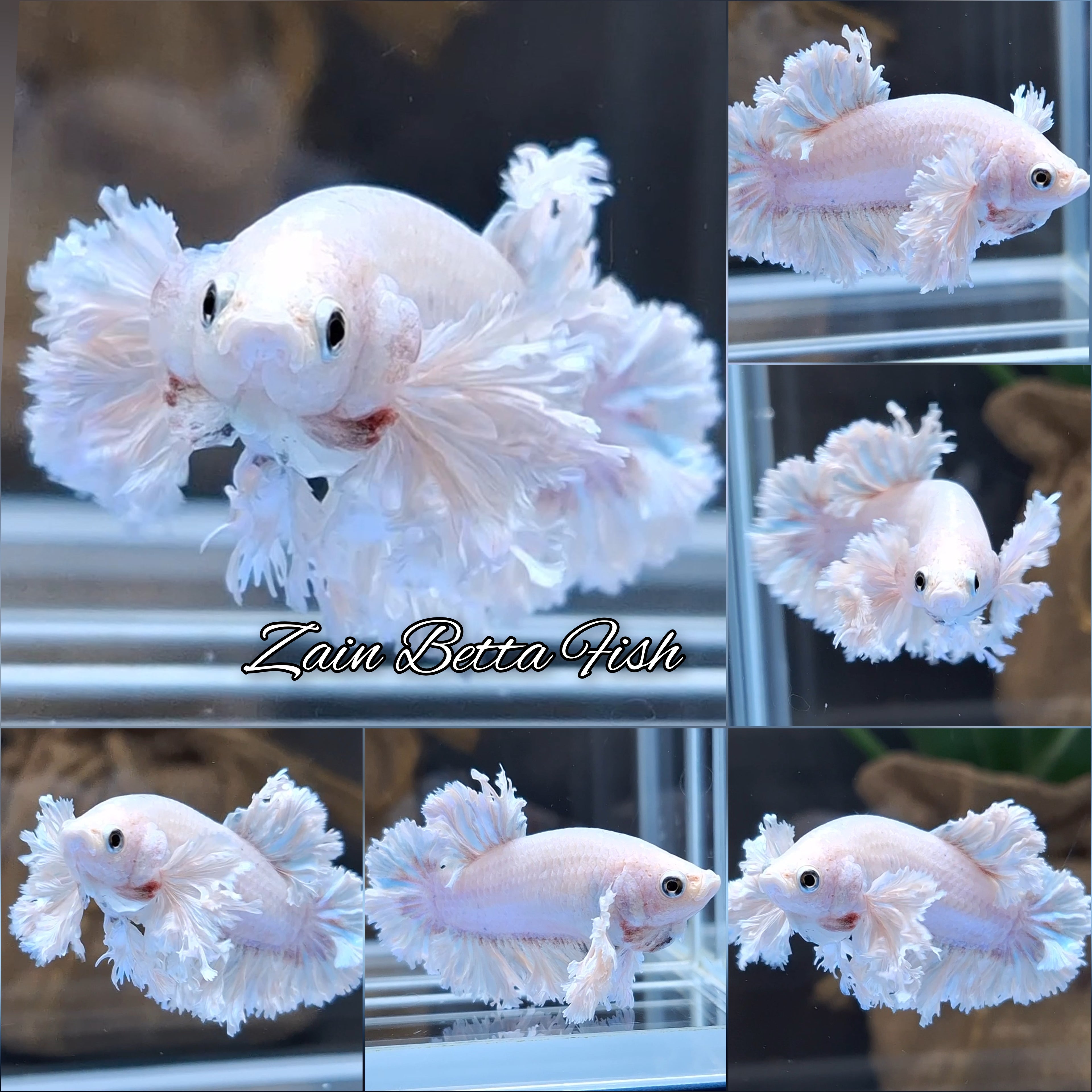 Premium King Feathertail Dumbo Rose Ear Betta Fish Female For Sorority / Breed