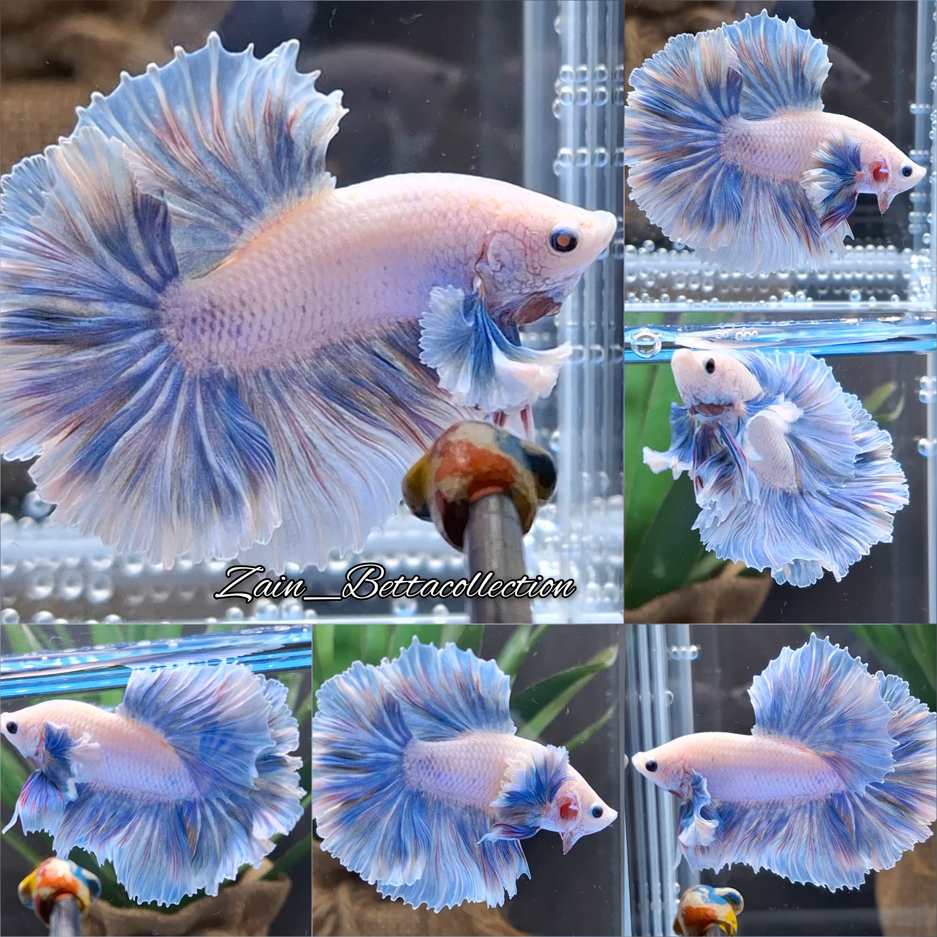 Dumbo Rose Ear Halfmoon King Feathertail Blue Sky Premium Betta Fish Male
