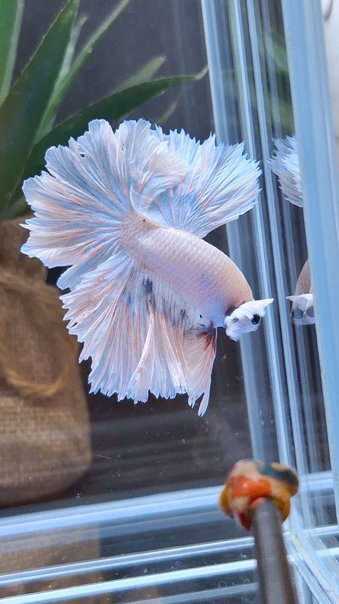 King Feathertail Dumbo Ear Sky Hawk Rare Betta Fish Male