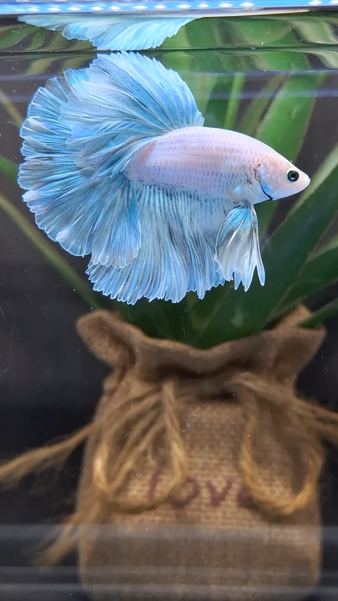 Halfmoon Pastel Blue Sky Alicorn Betta Fish Male