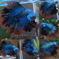 Alien Green Halfmoon Rosetail Double Tail Hybrid Rare Wild Betta Fish Male