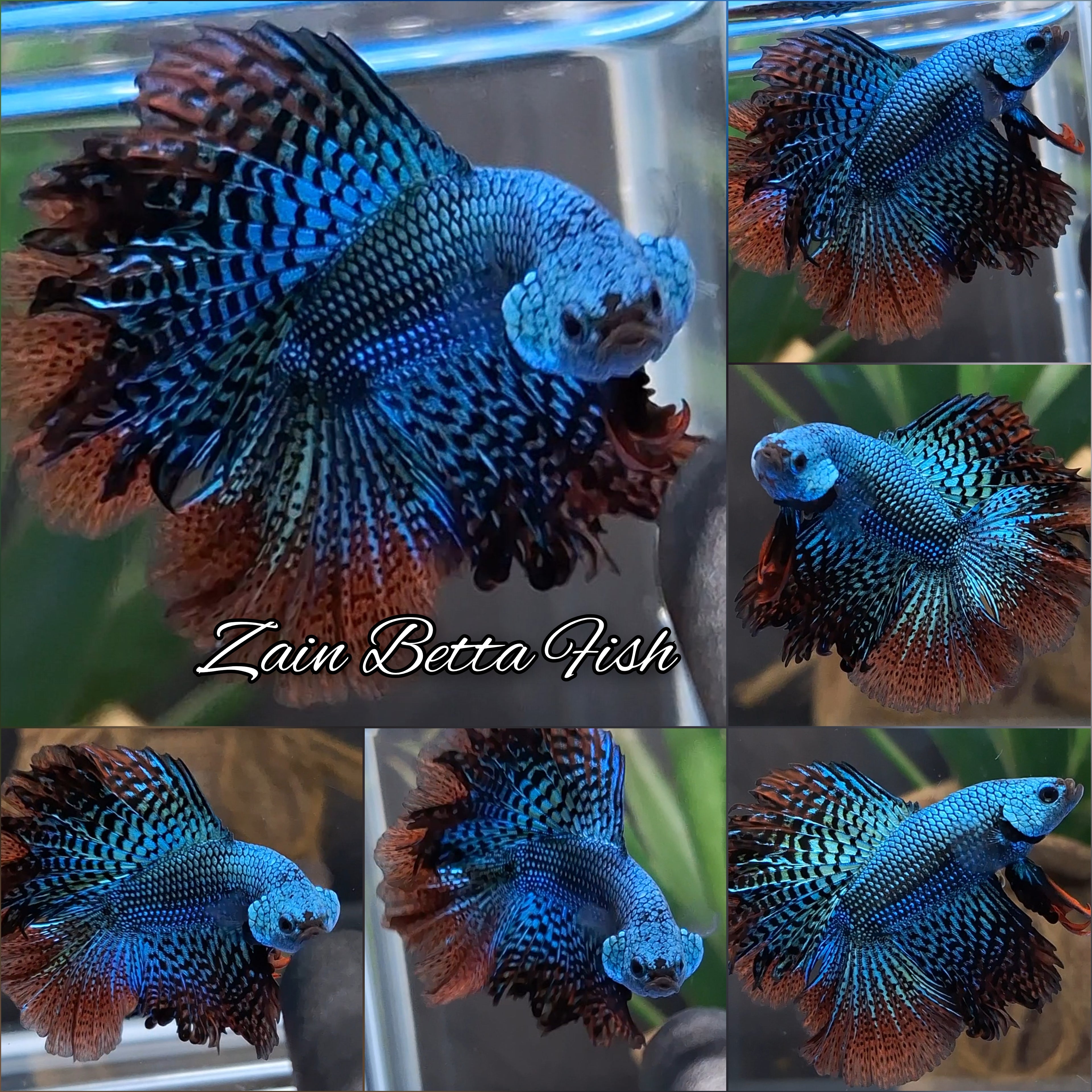 Alien Green Halfmoon Rosetail Double Tail Hybrid Rare Wild Betta Fish Male