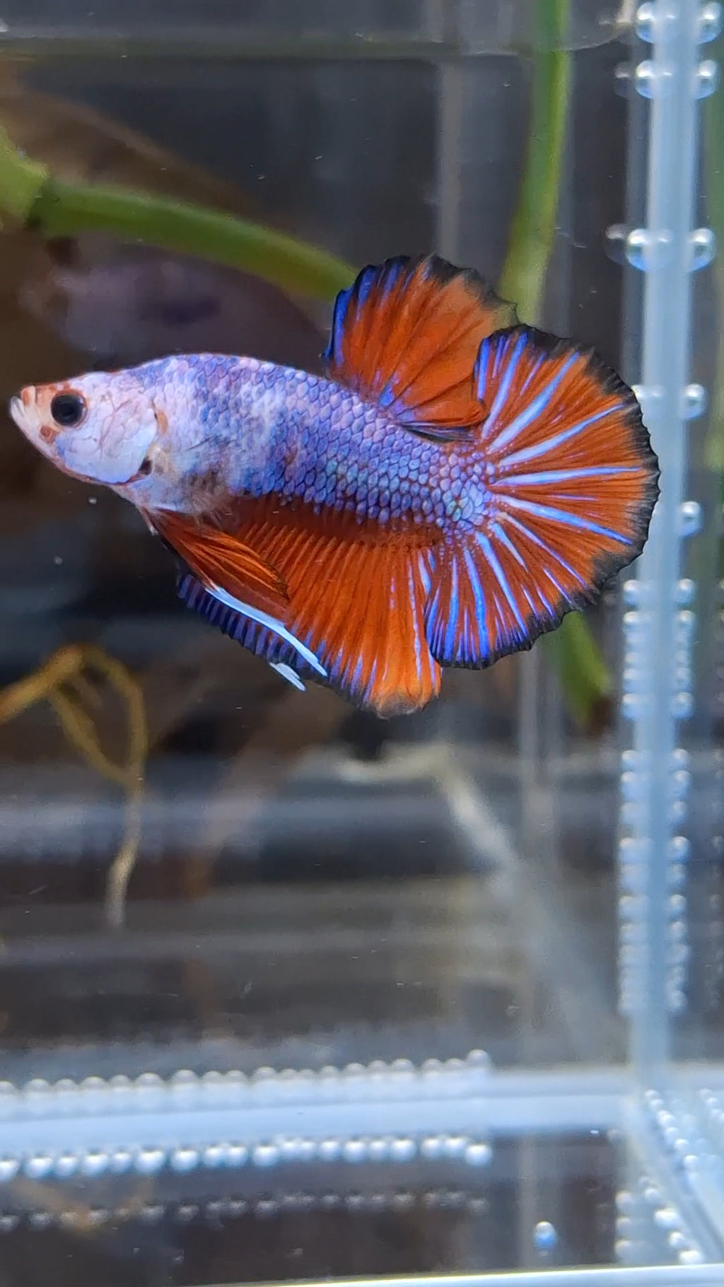 Fancy HMPK Betta Fish Male