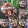 Fancy Candy Copper Variant HMPK Betta Fish Male