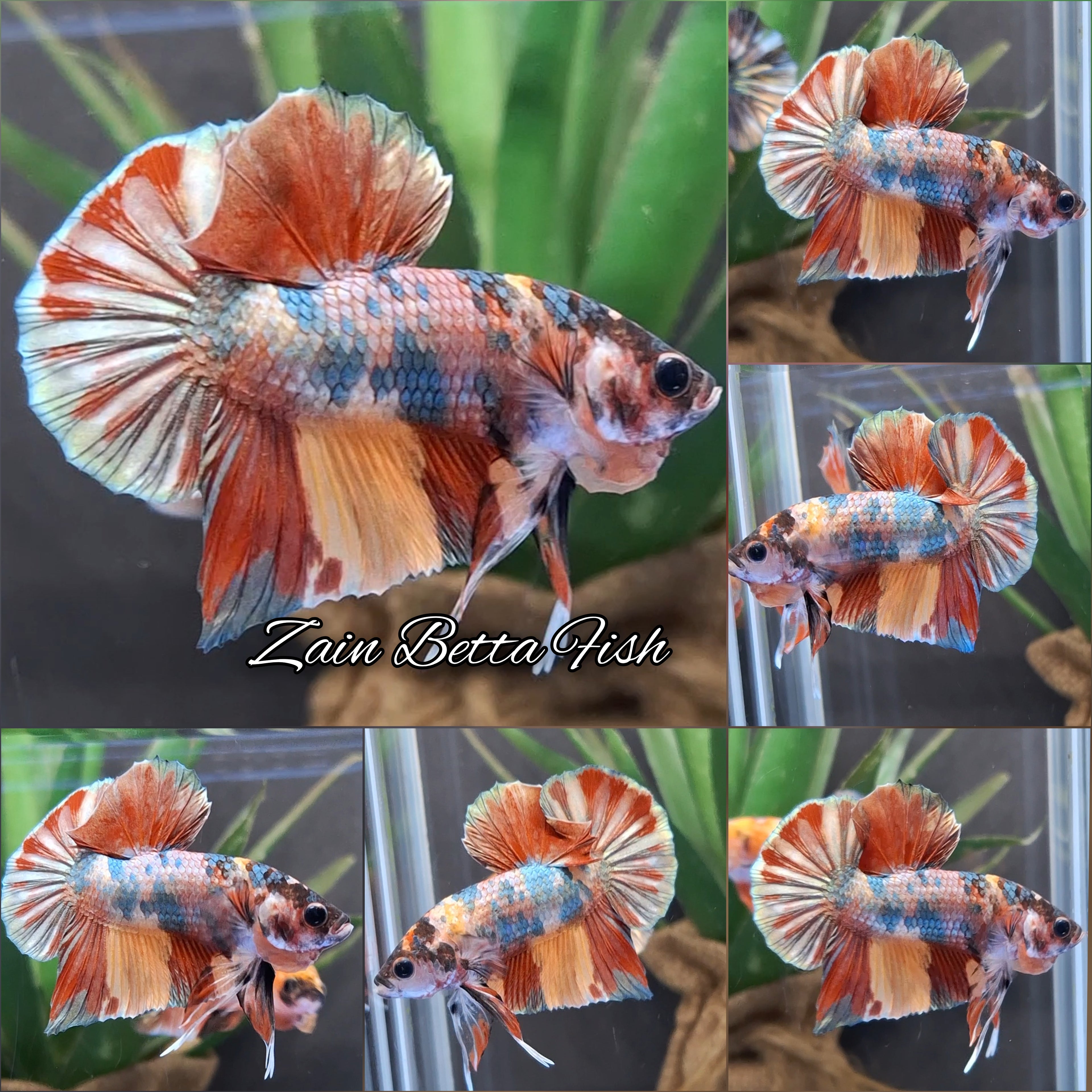 Fancy Candy Copper Variant HMPK Betta Fish Male