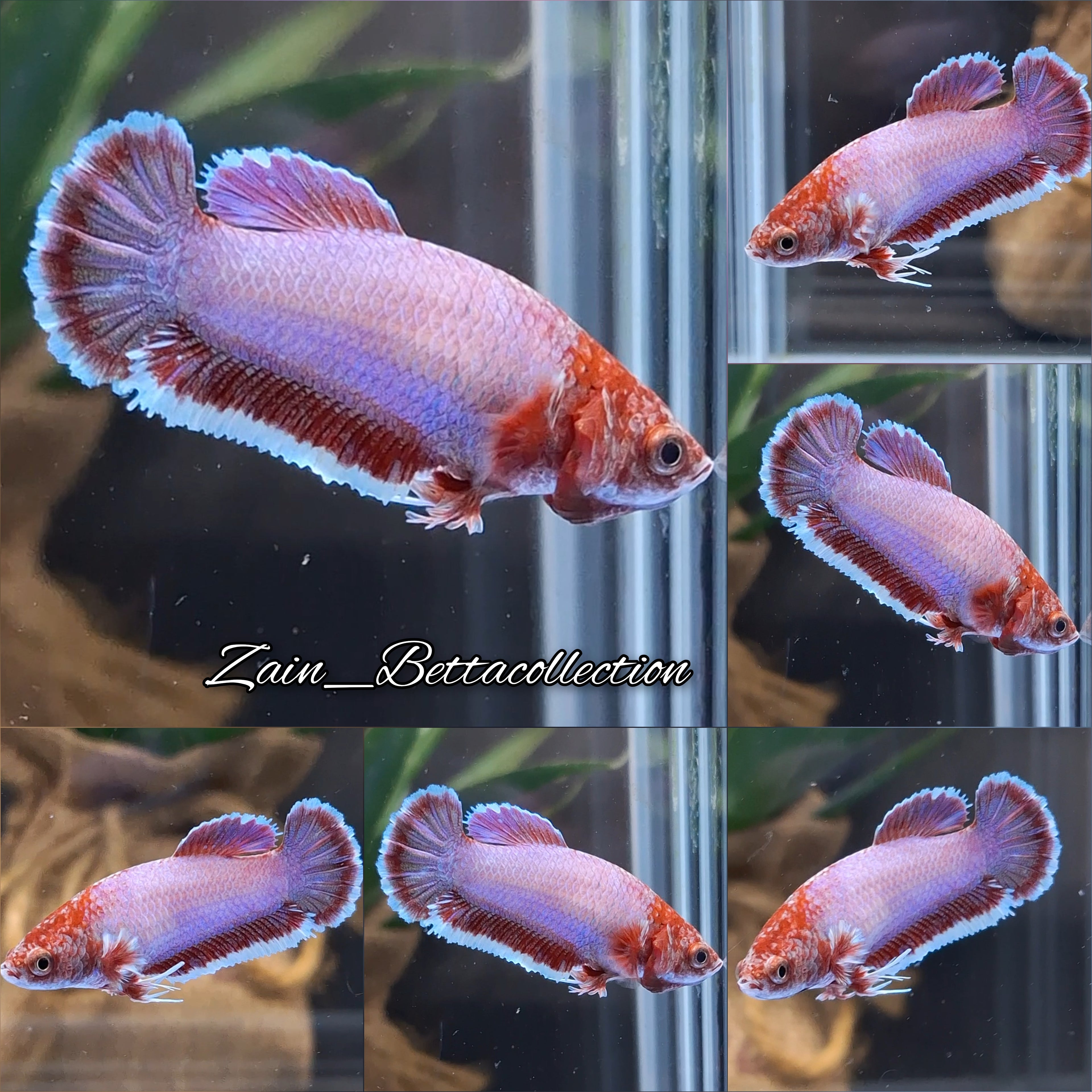 King Feathertail Purple Aurora Change Color Betta Fish Female