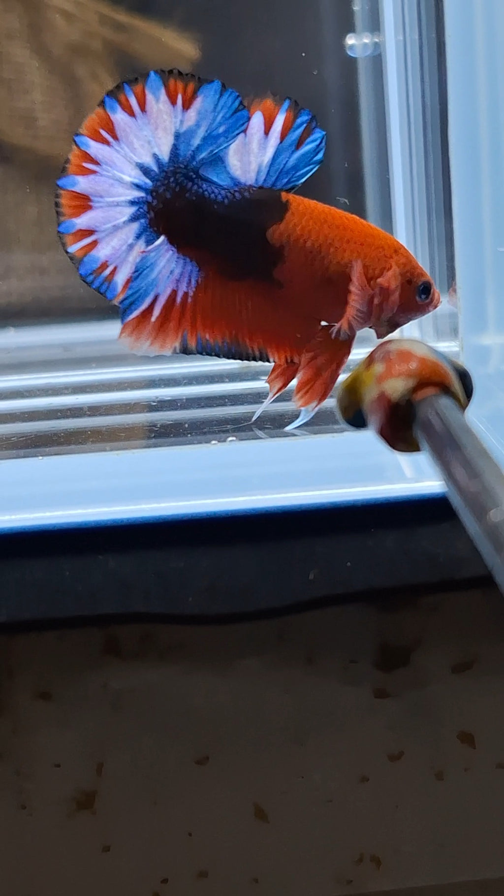 Fancy Hellboy Plakat HMPK Betta Fish Male