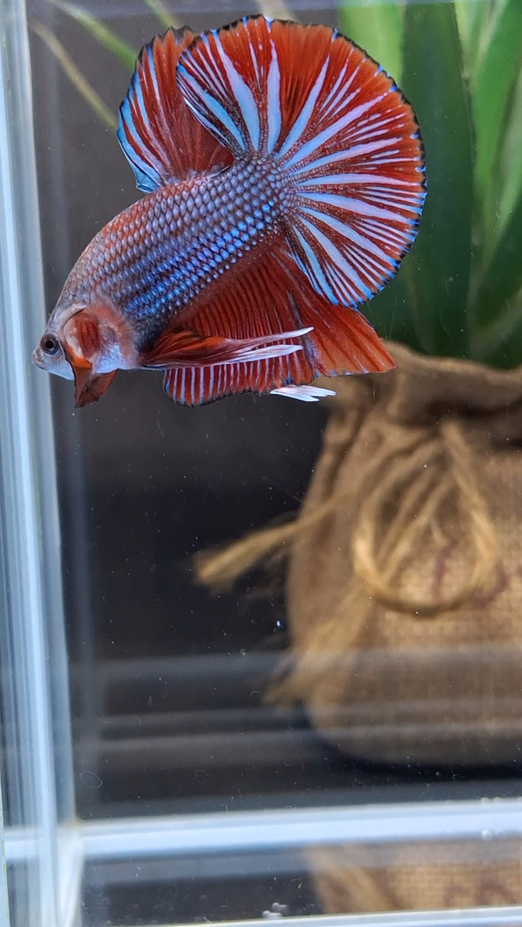 Big Tail Startail HMPK Betta Fish Male