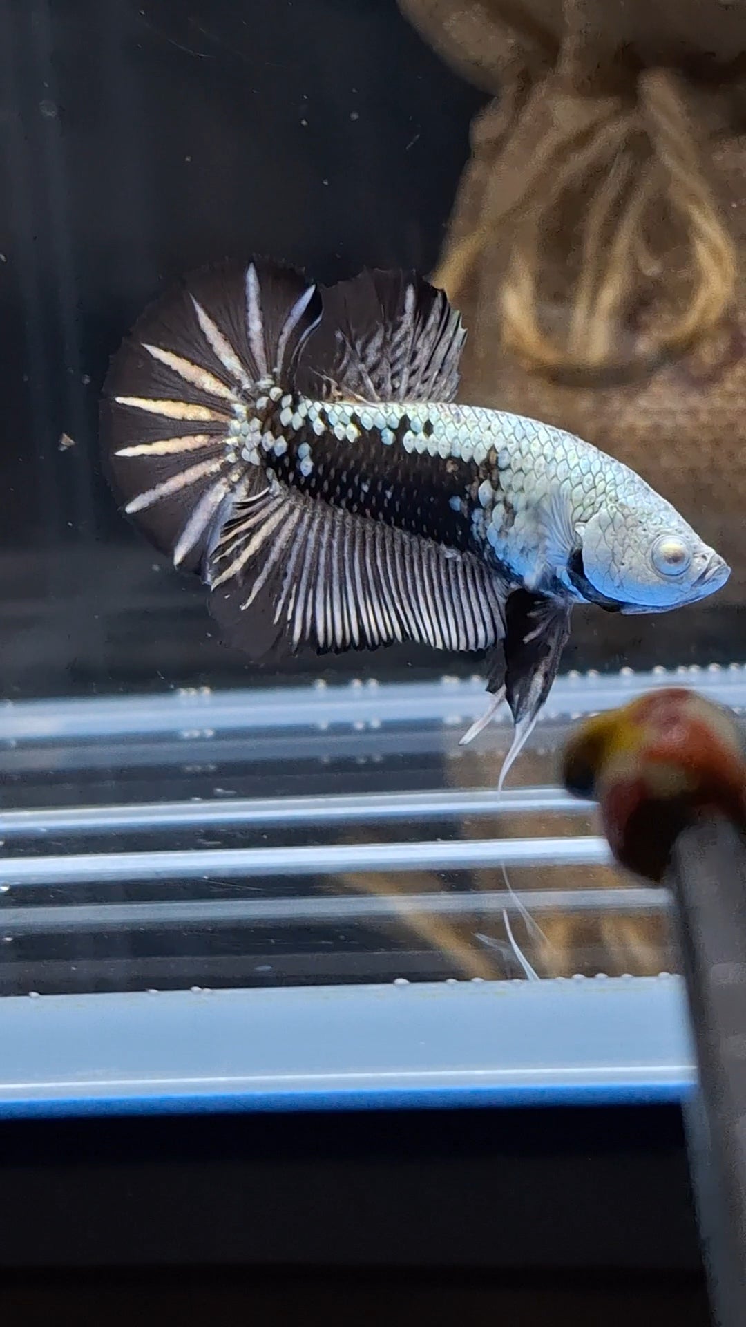 Samurai Plakat HMPK Betta Fish Male