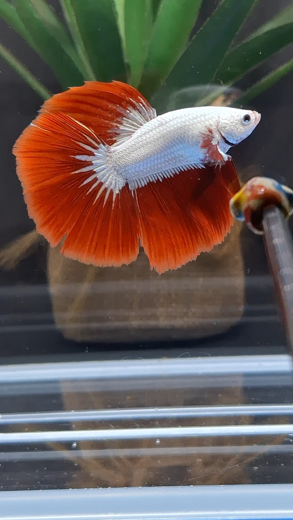 Halfmoon Red Dragon Betta Fish Male