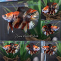 Candy Koi Copper Variant Double Tail HMPK Betta Fish Male