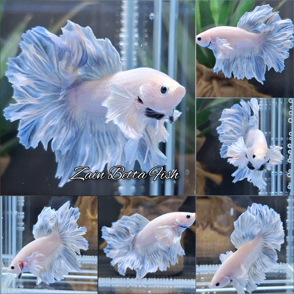 Halfmoon Feathertail Dumbo Ear Blue Sky Betta Fish Male