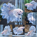 Halfmoon Feathertail Dumbo Ear Blue Sky Betta Fish Male