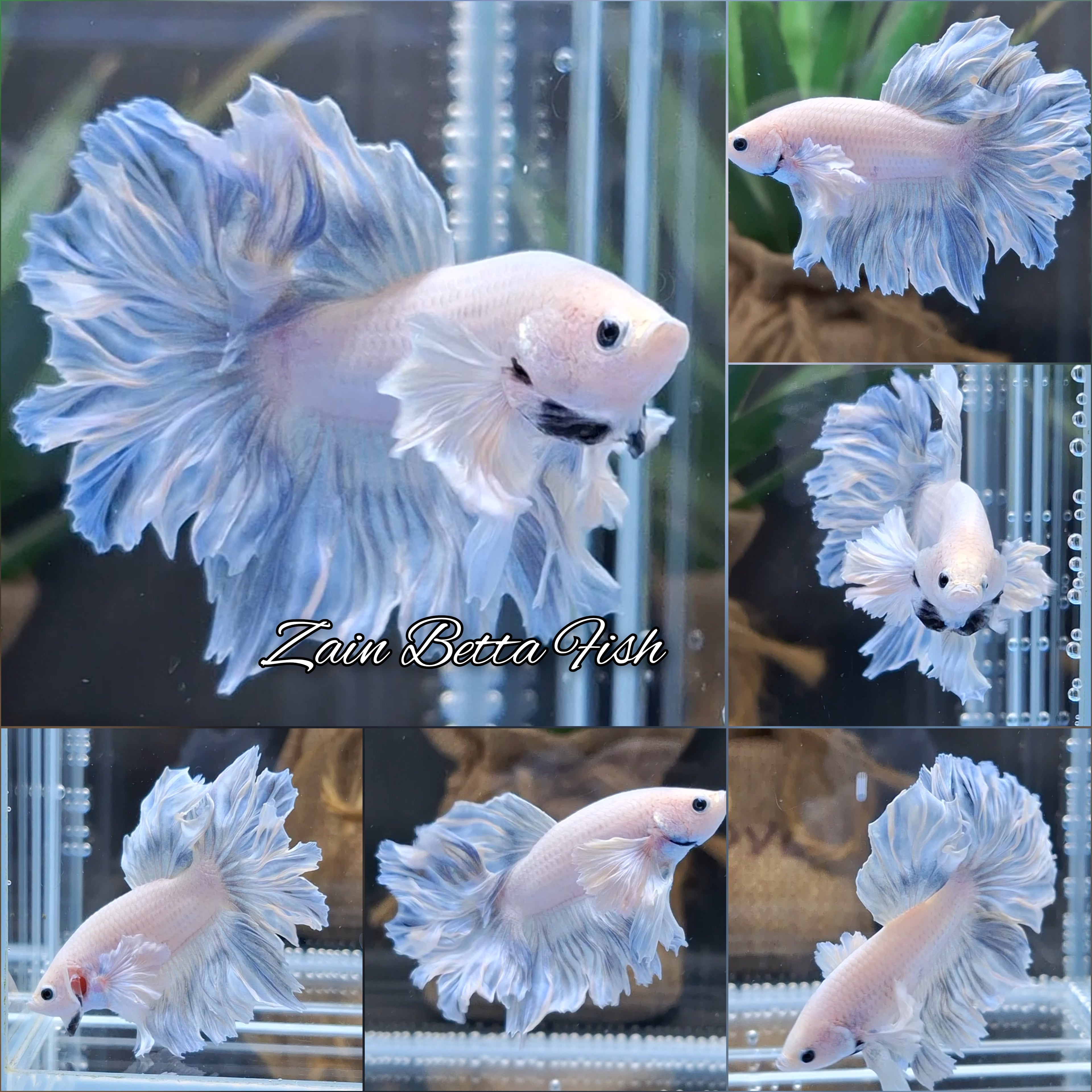 Halfmoon Feathertail Dumbo Ear Blue Sky Betta Fish Male