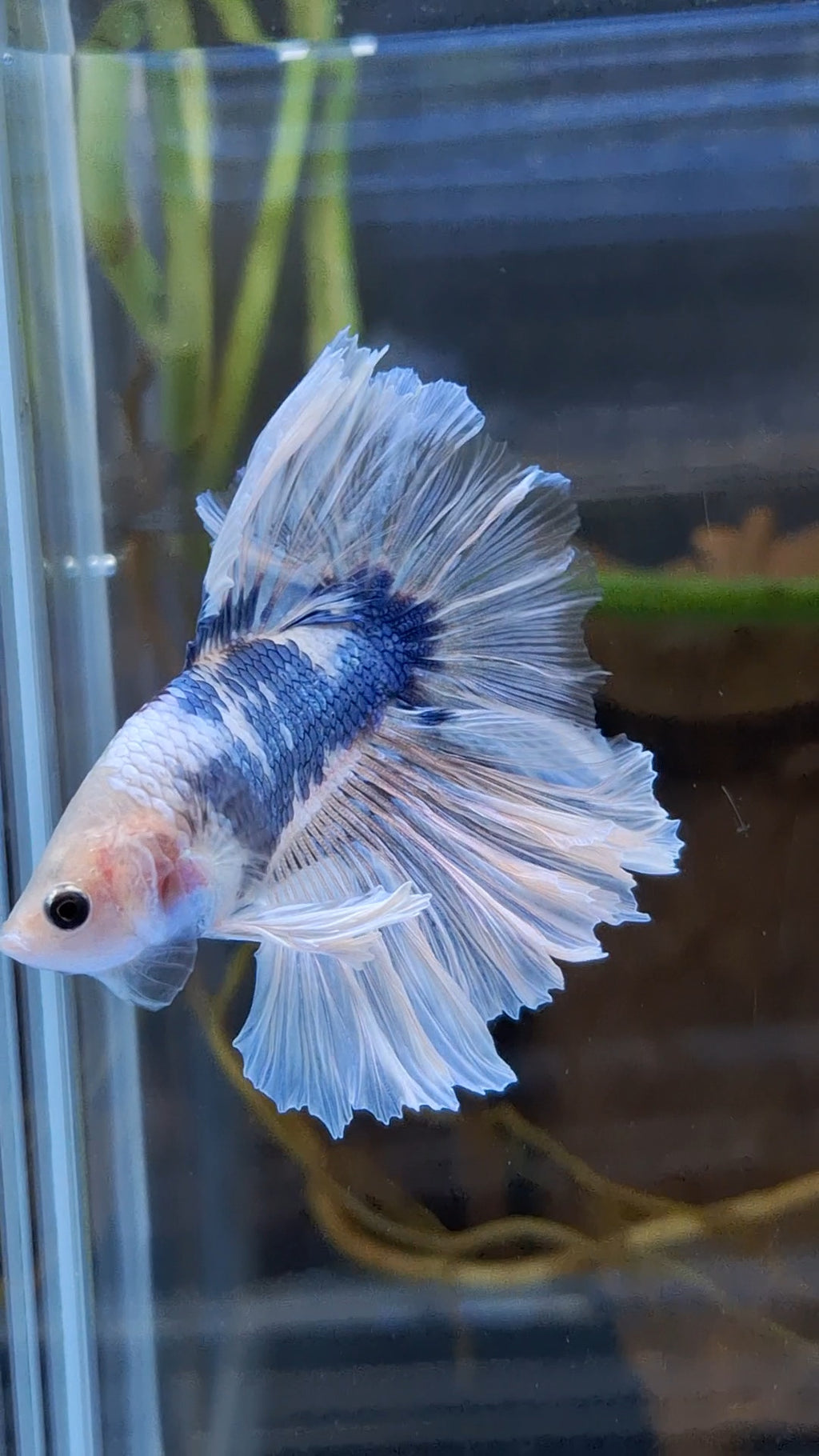 Halfmoon King Feathertail Monkay Face Fancy Rare Betta Fish Male