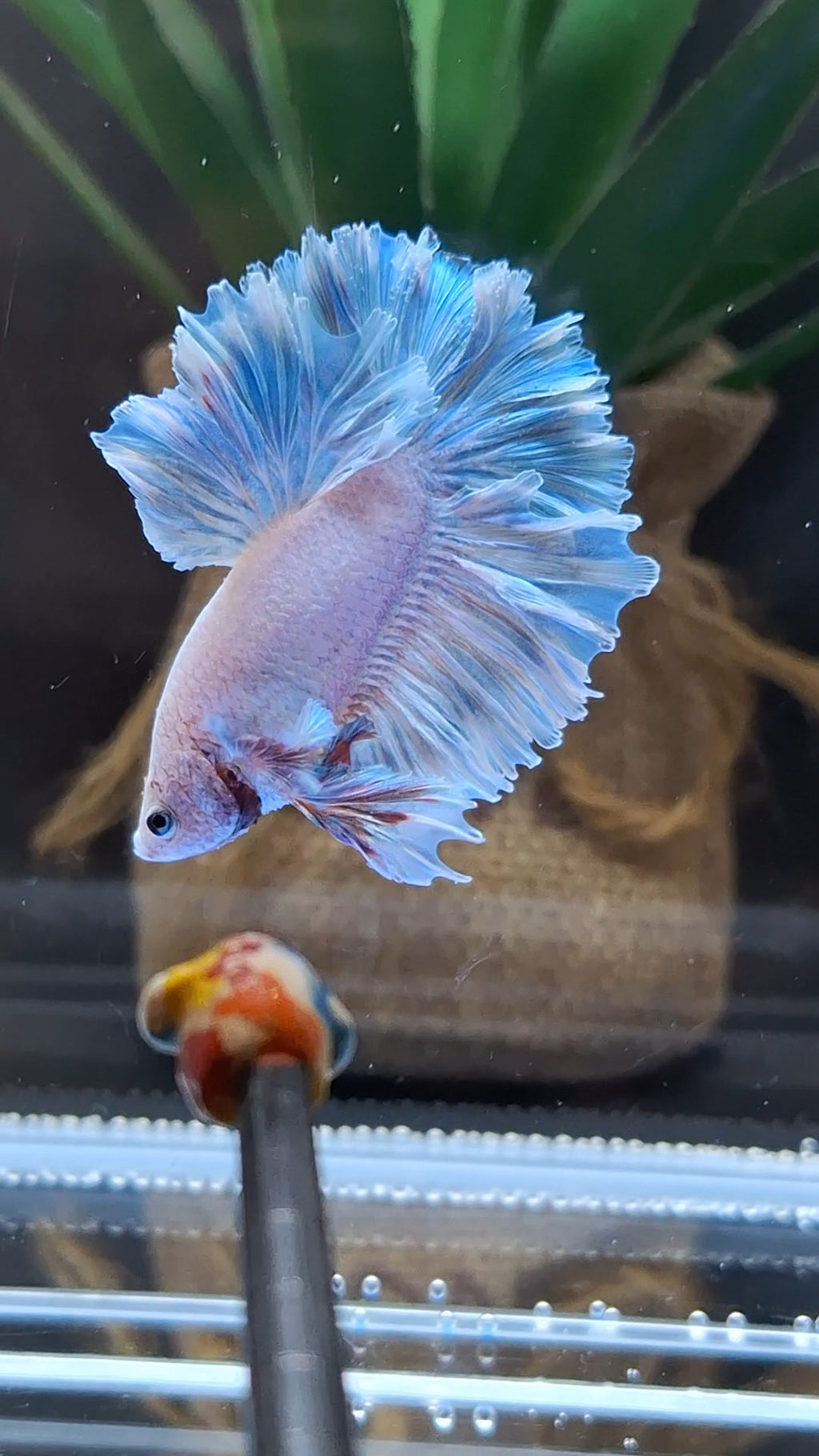 King Feathertail Blue Sky Betta Fish Male
