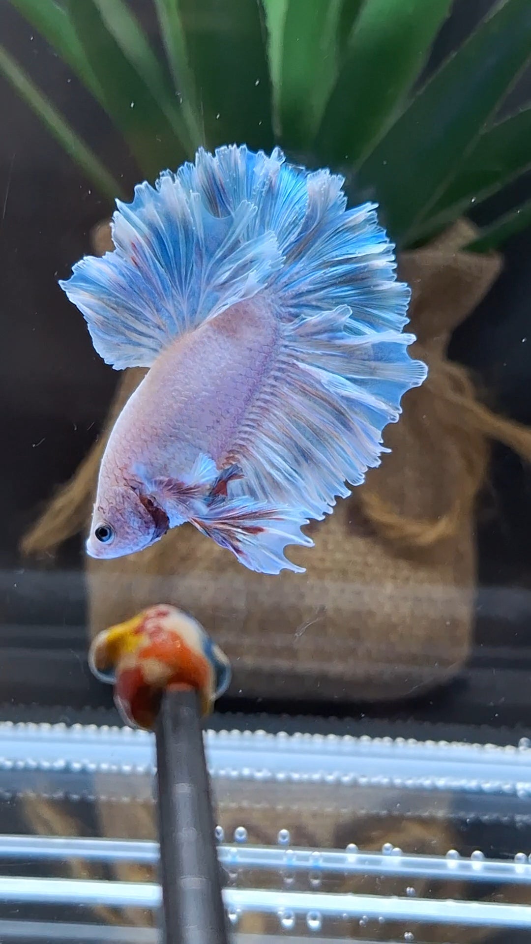 King Feathertail Blue Sky Betta Fish Male