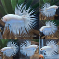 Premium Crowntail White Platinum Betta Fish Male