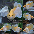 Dumbo Ear Super Gold HMPK Betta Fish Male