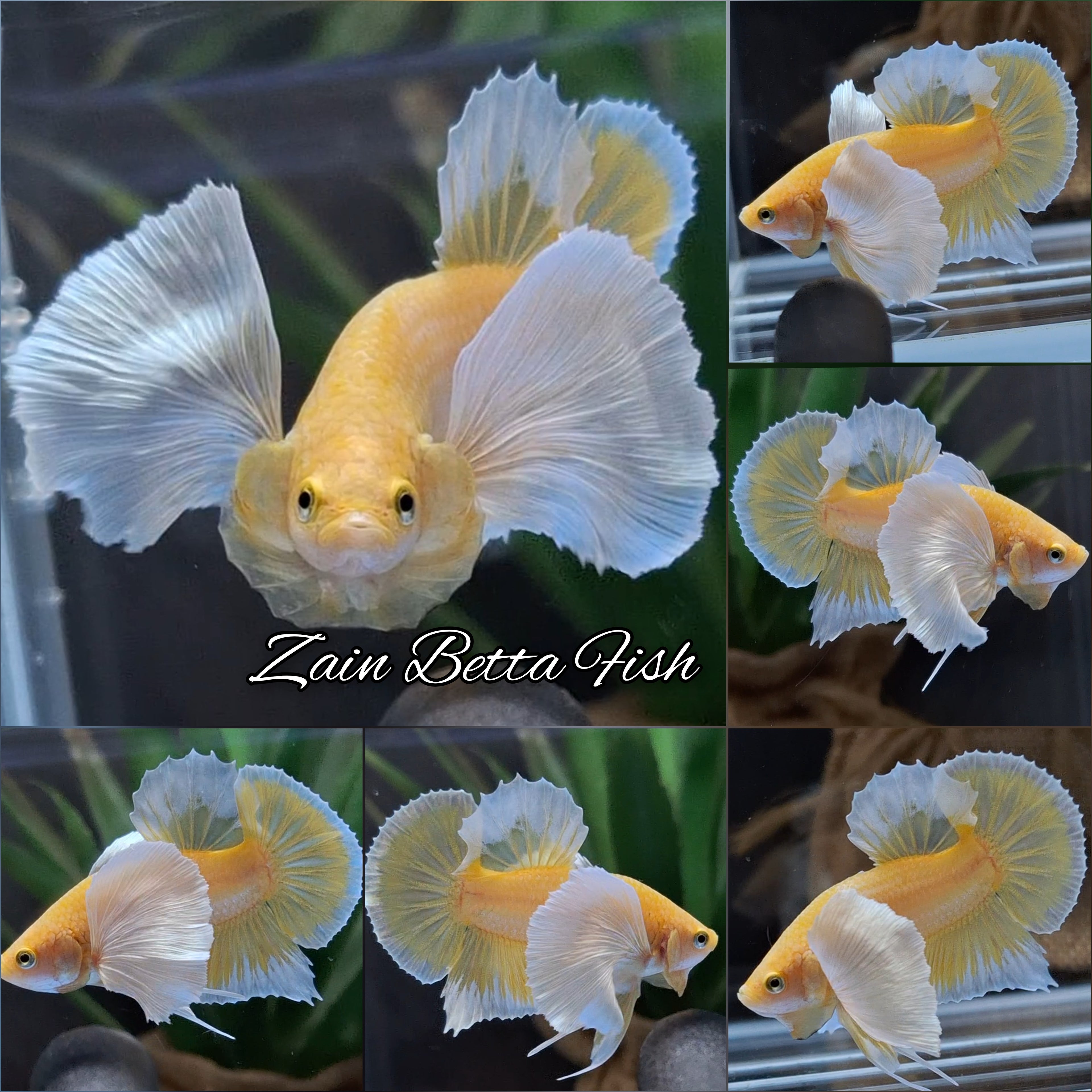 Dumbo Ear Super Gold HMPK Betta Fish Male