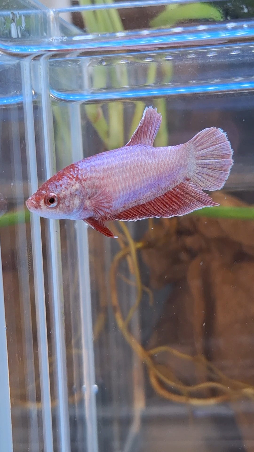 Purple Pink Aurora Plakat HMPK Female Betta Fish For Sorority / Breed