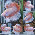 Feathertail Pink Butterfly Betta Fish Male