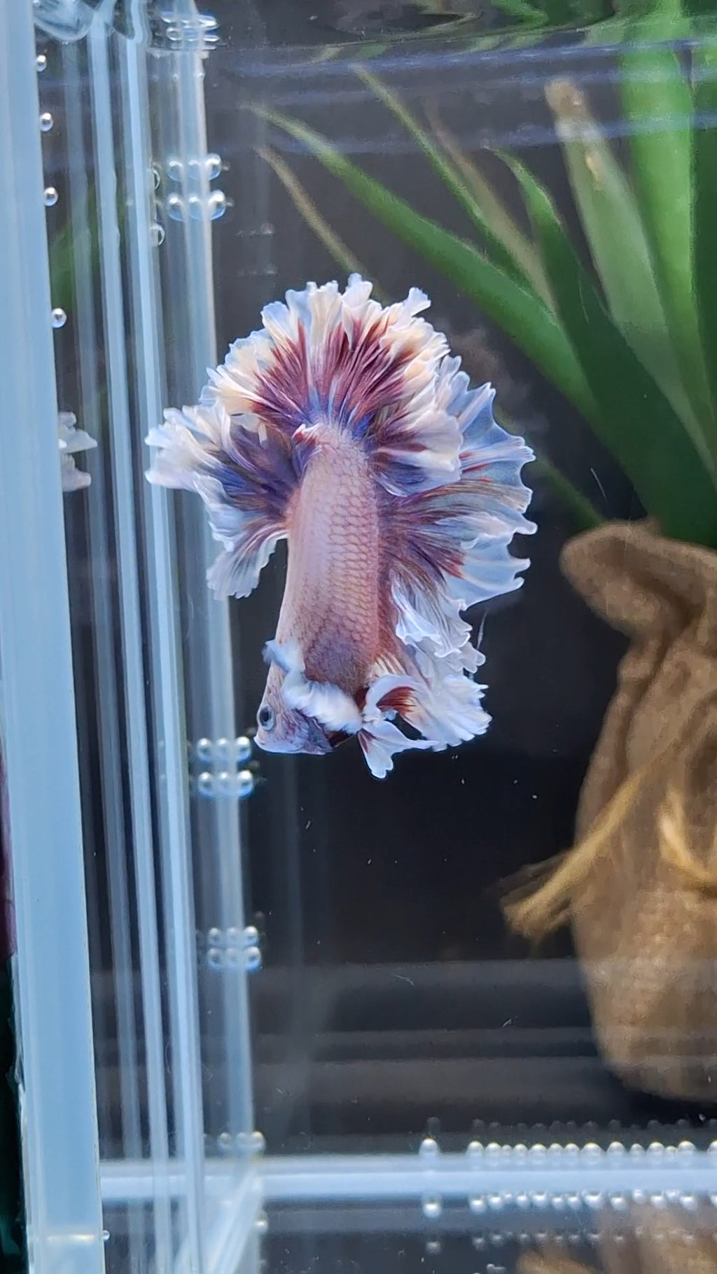 King Feathertail Dumbo Pink Purple Betta Fish Male