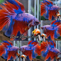 Halfmoon Rosetail Marble Purple Betta Fish Male