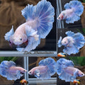 Dumbo Ear Halfmoon Blue Sky Premium Betta Fish Male