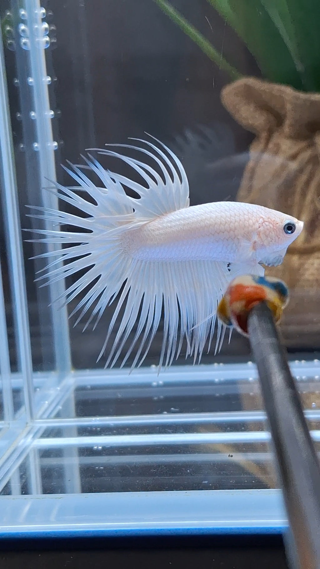 Premium Crowntail White Platinum Betta Fish Male