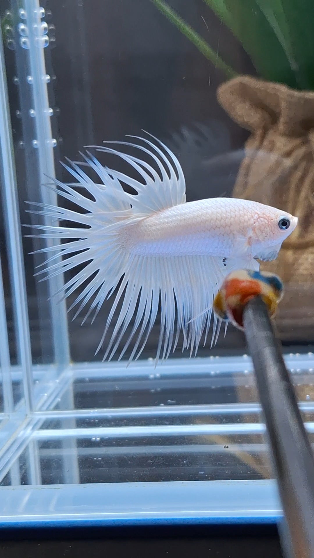Premium Crowntail White Platinum Betta Fish Male