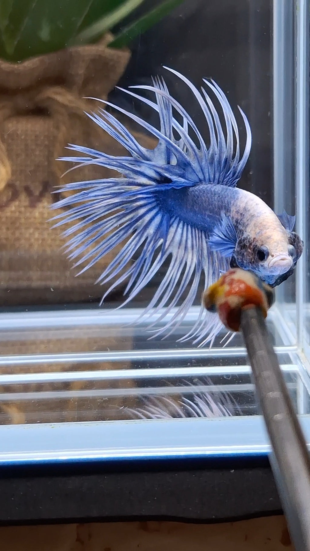Crowntail Grizzle Betta Fish Male