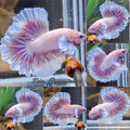 King Feathertail Halfmoon Dumbo Rose Ear Pink Butterfly Premium Betta Fish Male