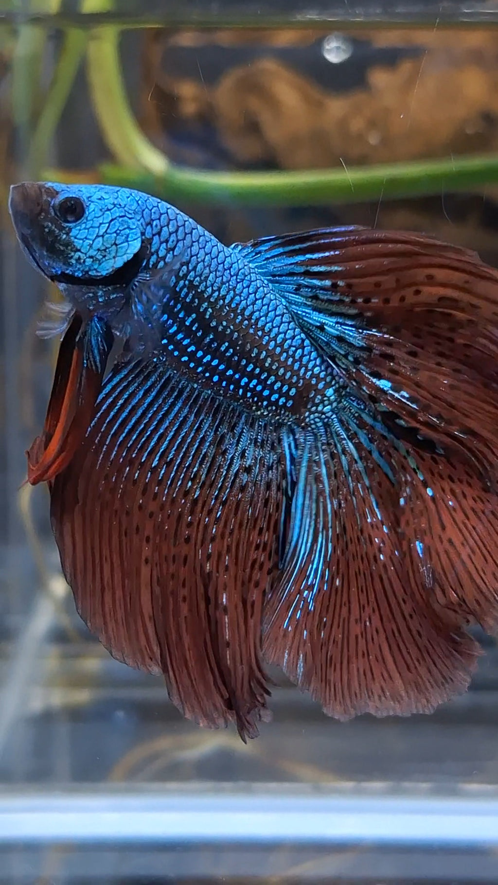 Premium Over Halfmoon Rare Alien Green Wild Betta Fish Male Large Size