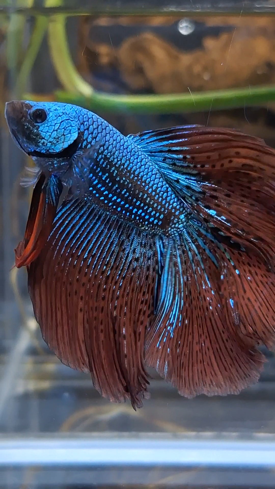 Premium Over Halfmoon Rare Alien Green Wild Betta Fish Male Large Size