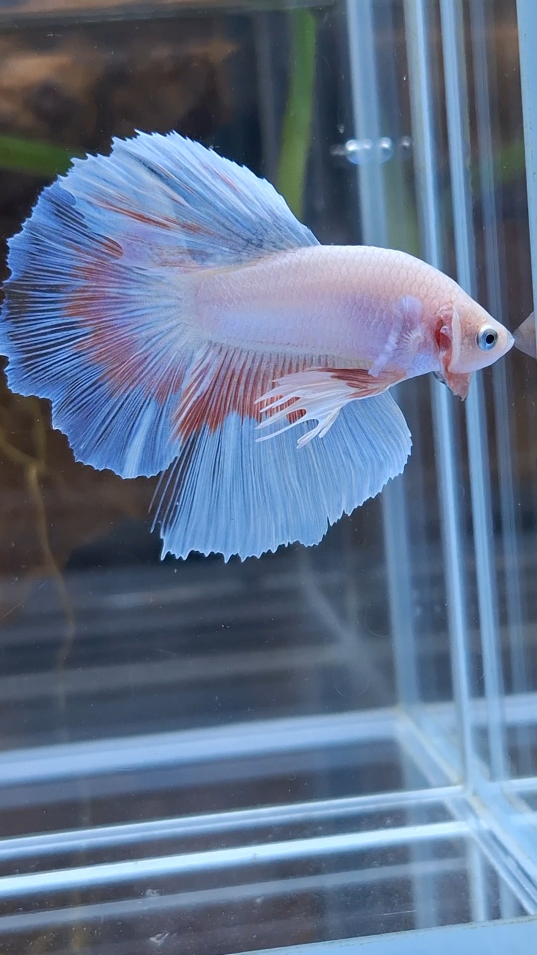 Halfmoon Pink Butterfly Betta Fish Male