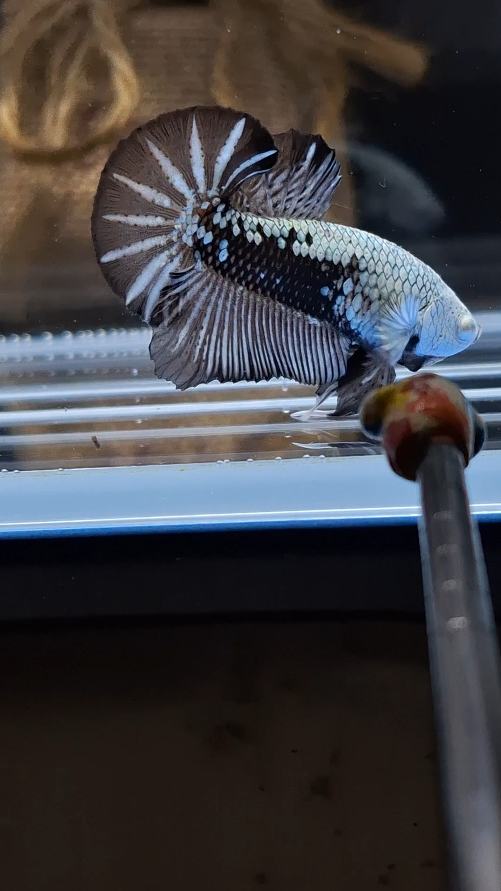 Samurai Plakat HMPK Betta Fish Male
