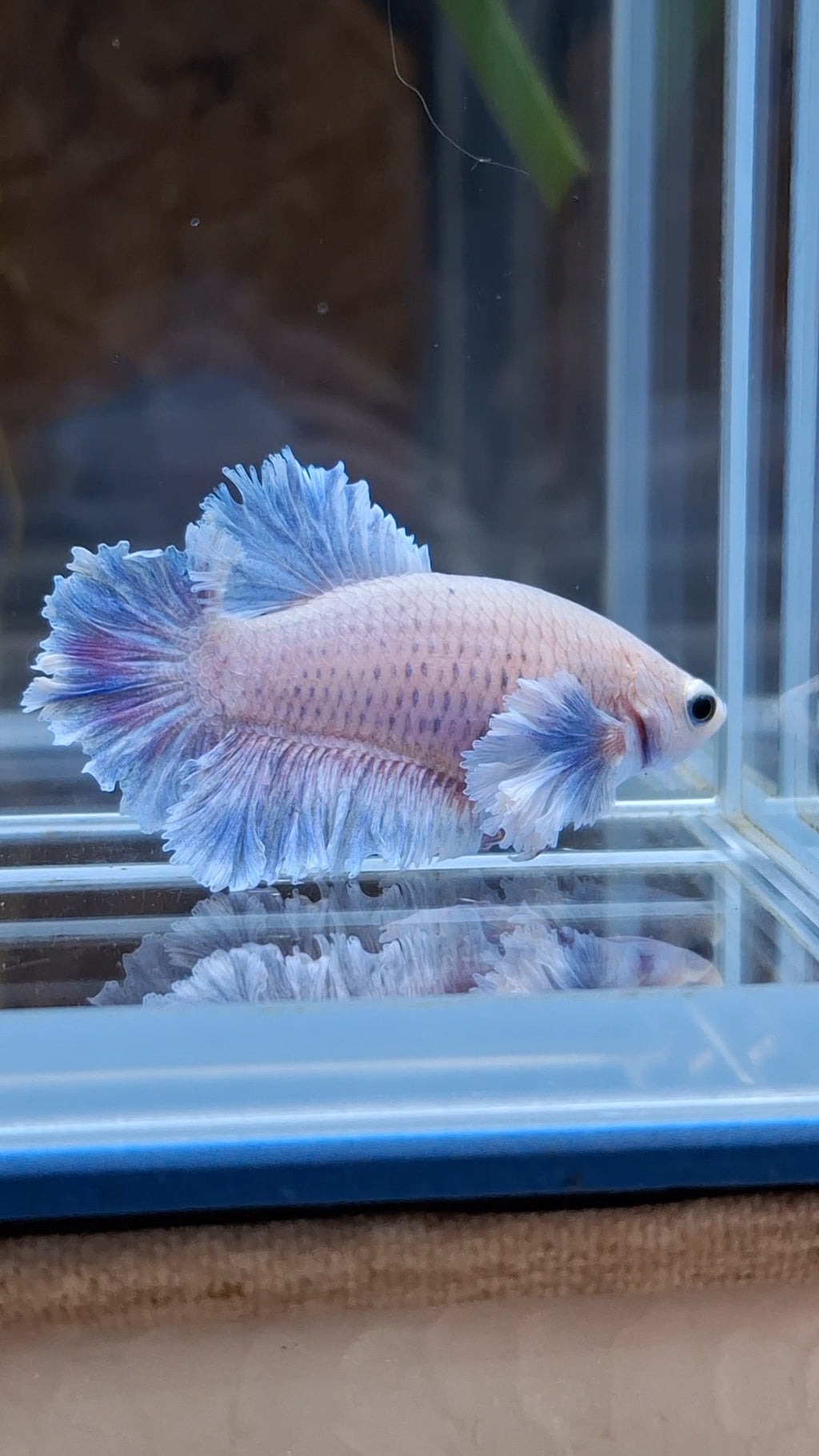 King Feathertail Rose Dumbo Ear Female Betta Fish For Sorority / Breed