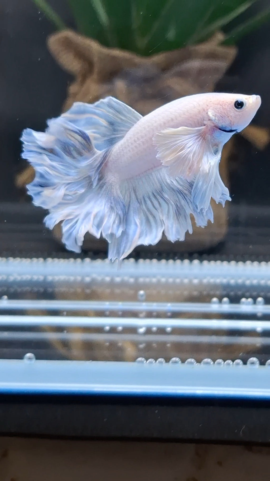 Halfmoon Feathertail Dumbo Ear Blue Sky Betta Fish Male