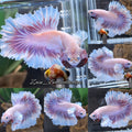 King Feathertail Halfmoon Dumbo Rose Ear Pink Butterfly Premium Betta Fish Male